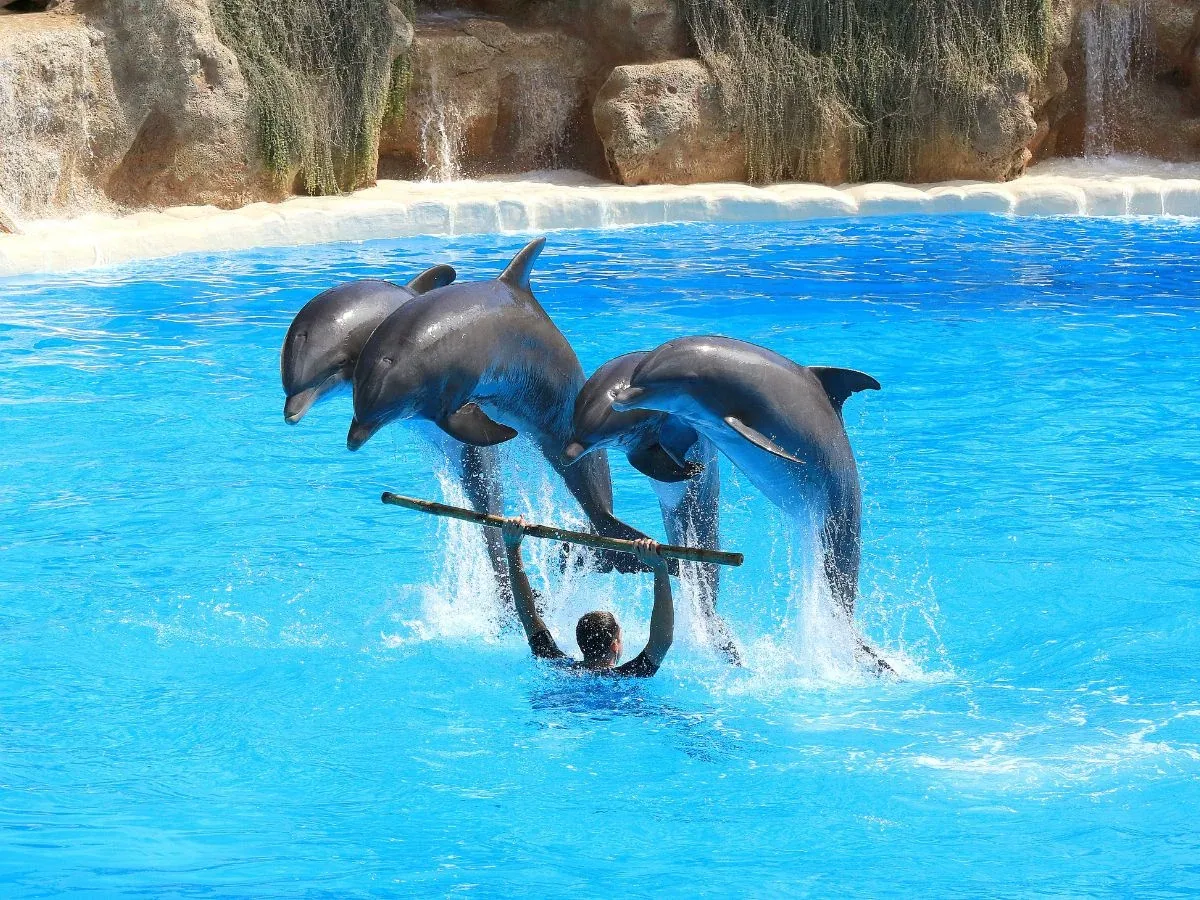 Dolphin Show